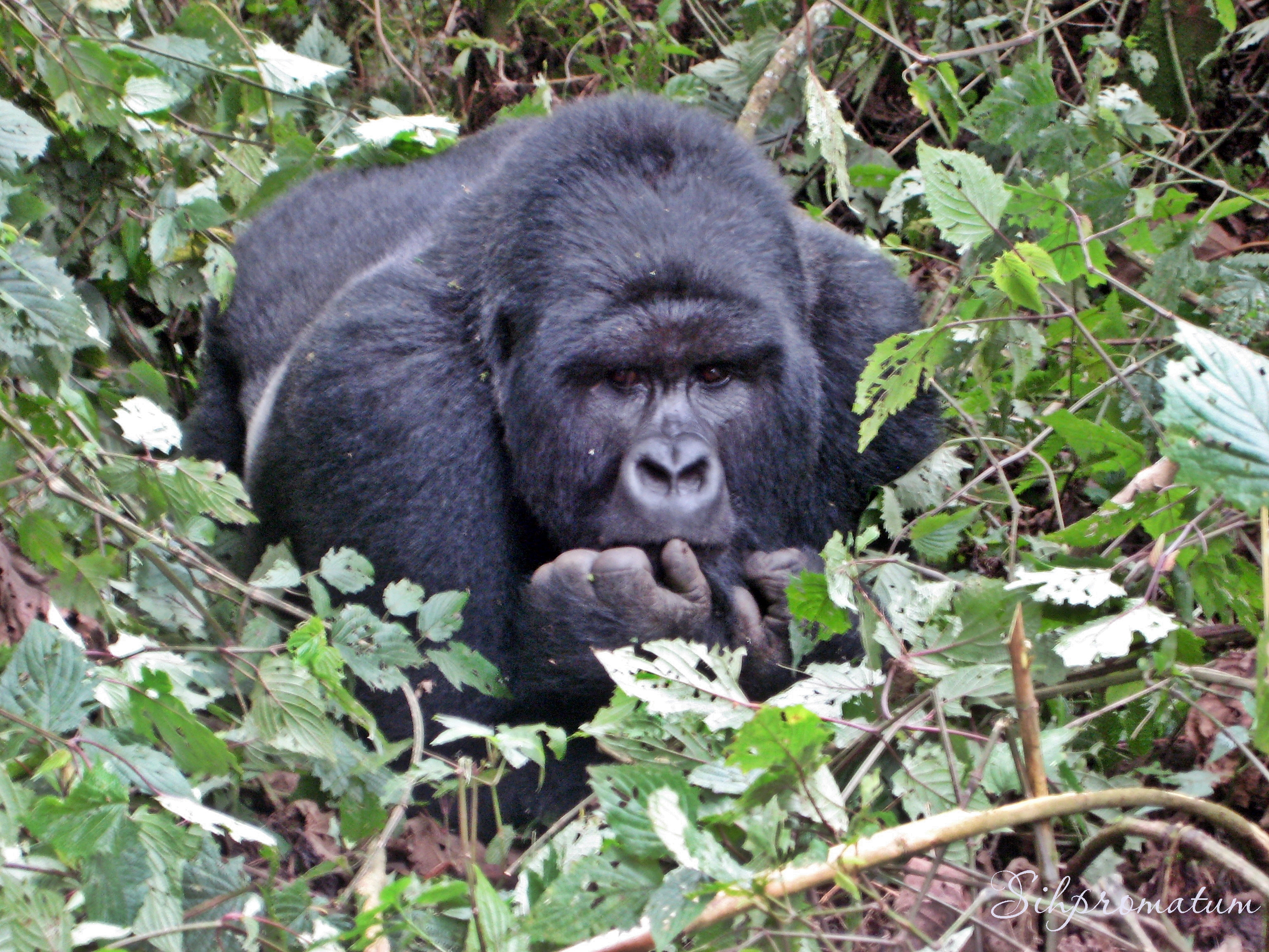 1.-Gorilla-trekking-in-Rwanda