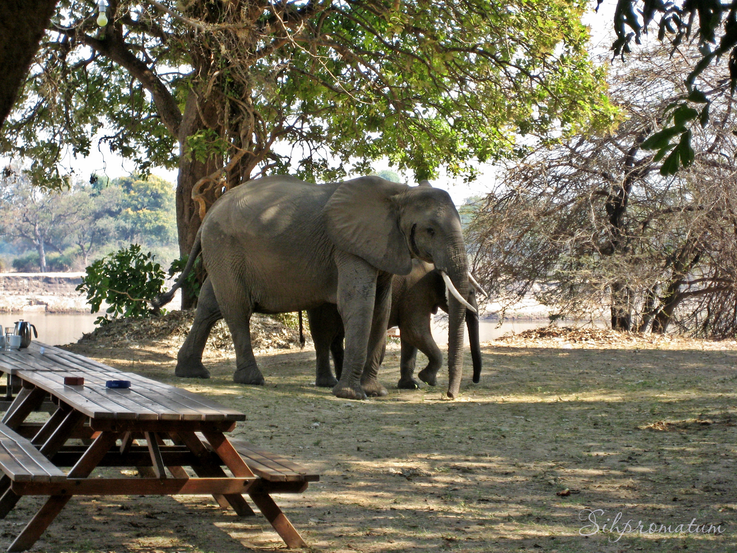 10.-Morning-Elephant-Visit-as-we-Enjoy-Breakfast-Zambia