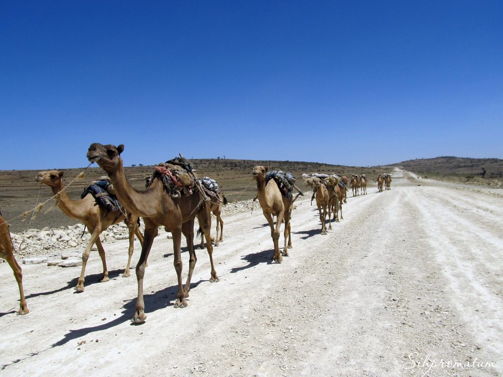 14-In-rural-Ethiopia-the-definition-for-a-vehicle-extends-to-camels.-1024x768