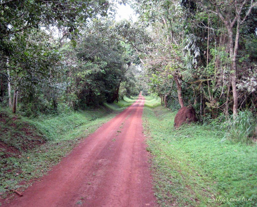 21-Aways-down-this-Ugandan-road-we-yielded-to-a-troop-of-wild-chimpanzees-who-had-the-right-of-way.-1024x826