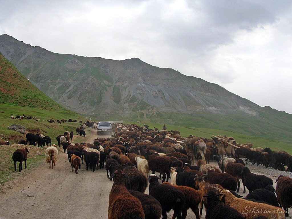 8-We-found-ourselves-on-a-solid-road-with-moving-obstacles-and-random-interruptions-in-the-mountains-of-Tajikistan-1024x768