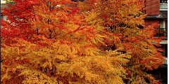 A-rich-jewel-chest-of-autumn-color-announces-winter-in-Vancouver-Canada-800x400