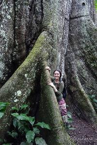 Ancient-giant-trees-found-deep-in-the-amazon