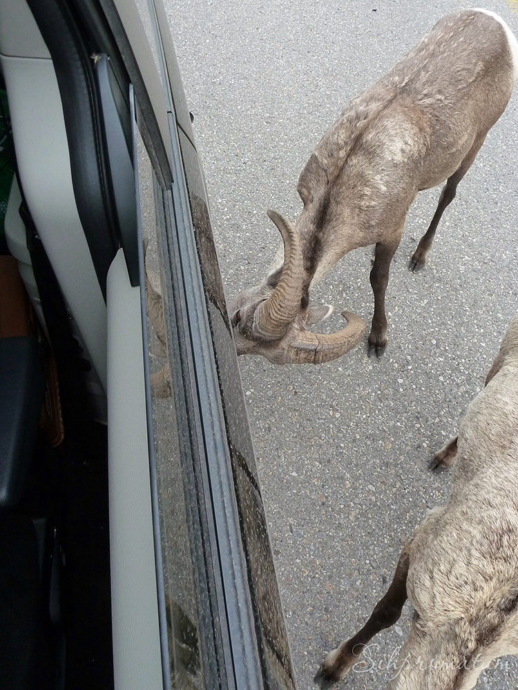 Animal-car-wash-in-Banff-1 (1)