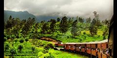 Arms-and-legs-out-the-window-and-everyone-say-cheese-Family-hijinks-traveling-by-train-through-the-tea-fields-on-the-island-country-of-Sri-Lanka.-800x400