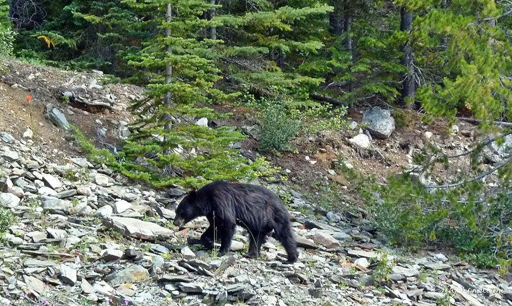 Bear-just-metres-from-the-roadside-Banff.-1