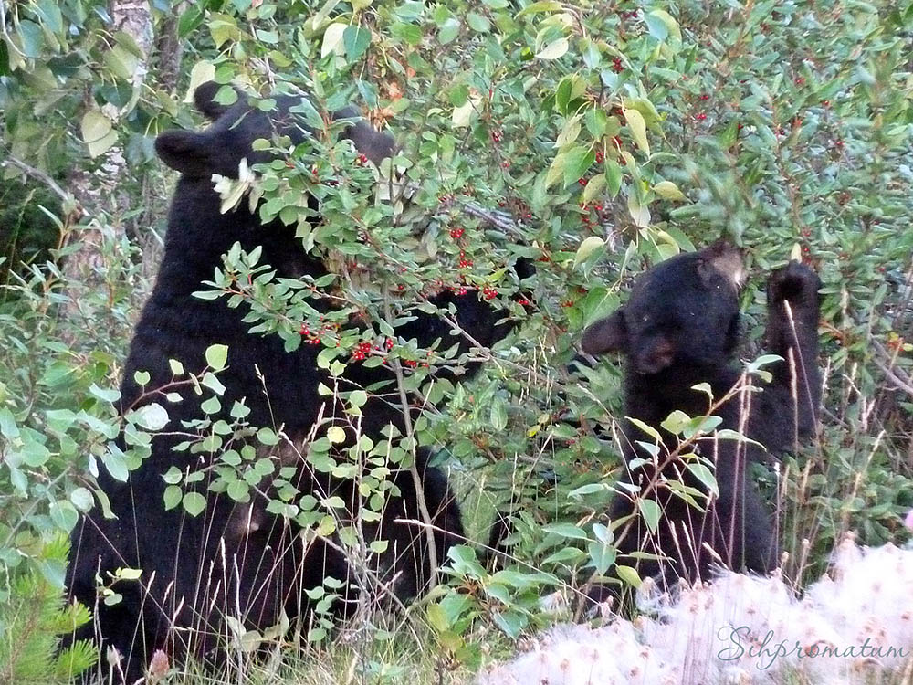 Bear-with-cubs-in-Banff