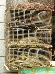 Caged-snakes-and-other-reptiles-in-the-food-market-of-Yanghsuo