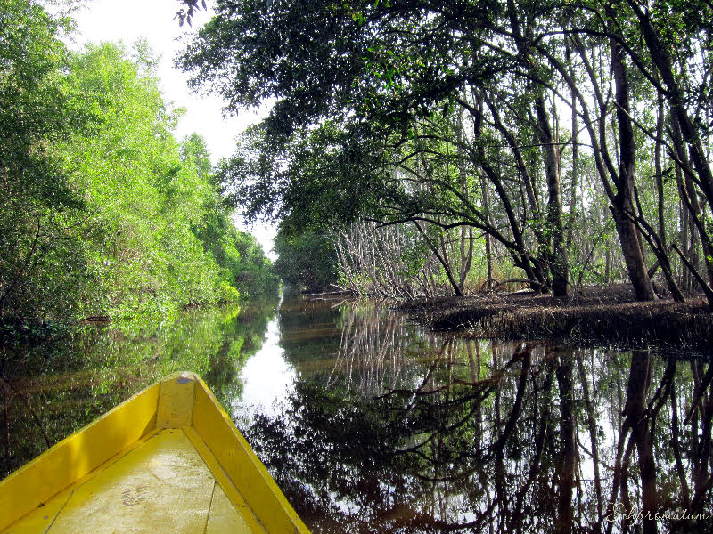 Canoe-ride-through-the-swamps