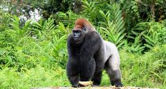 Congolese-Gorilla-Virunga_sm-768x413