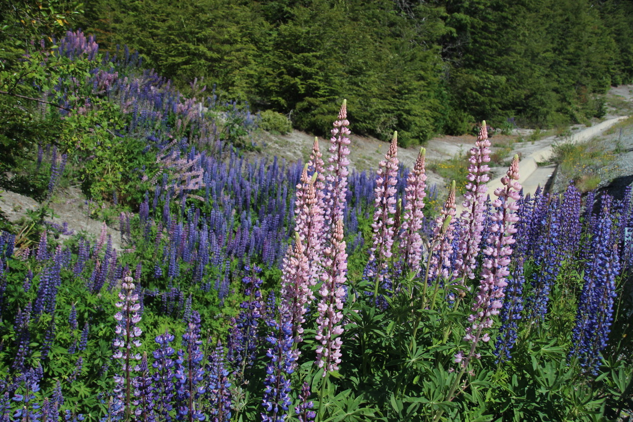 Day-Two-Southern-Hemisphere-Summer-Flowers