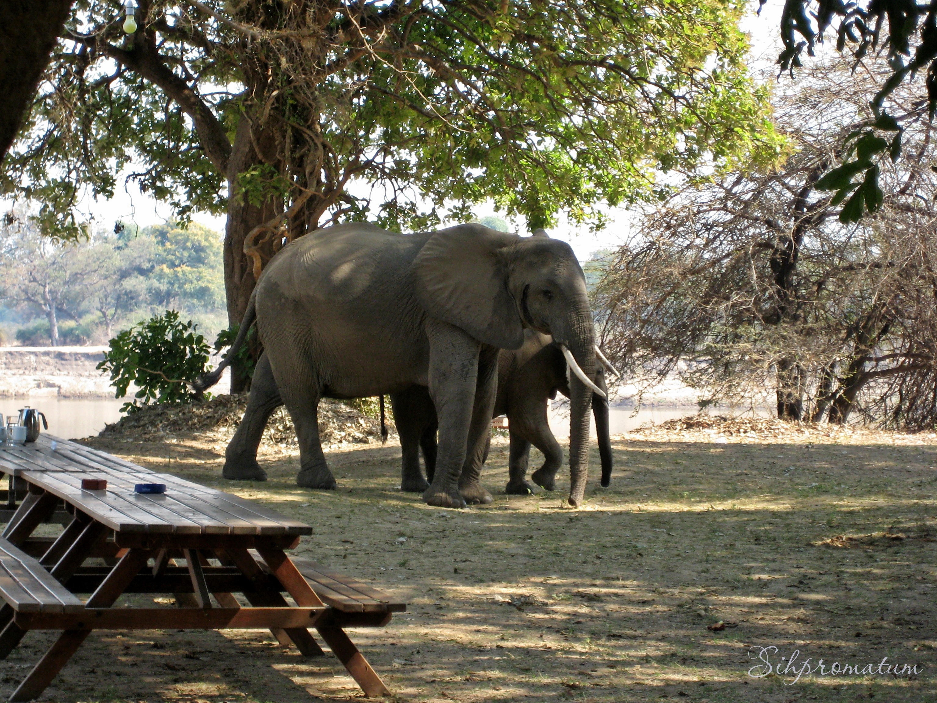 Elephants-visiting-the-campground-during-breakfast-Zambia