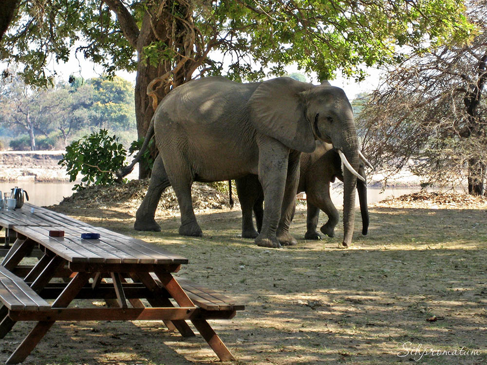 Flatdogs-camp-ground-South-Luangwa