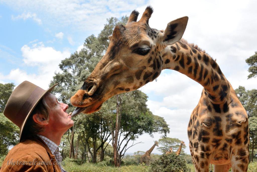 Giraffe-Kiss-in-Kenya