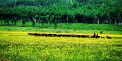 I-learned-the-definition-of-freedom-atop-a-magnificent-horse-dashing-across-the-endless-fields-making-up-60-of-Mongolia.--800x400