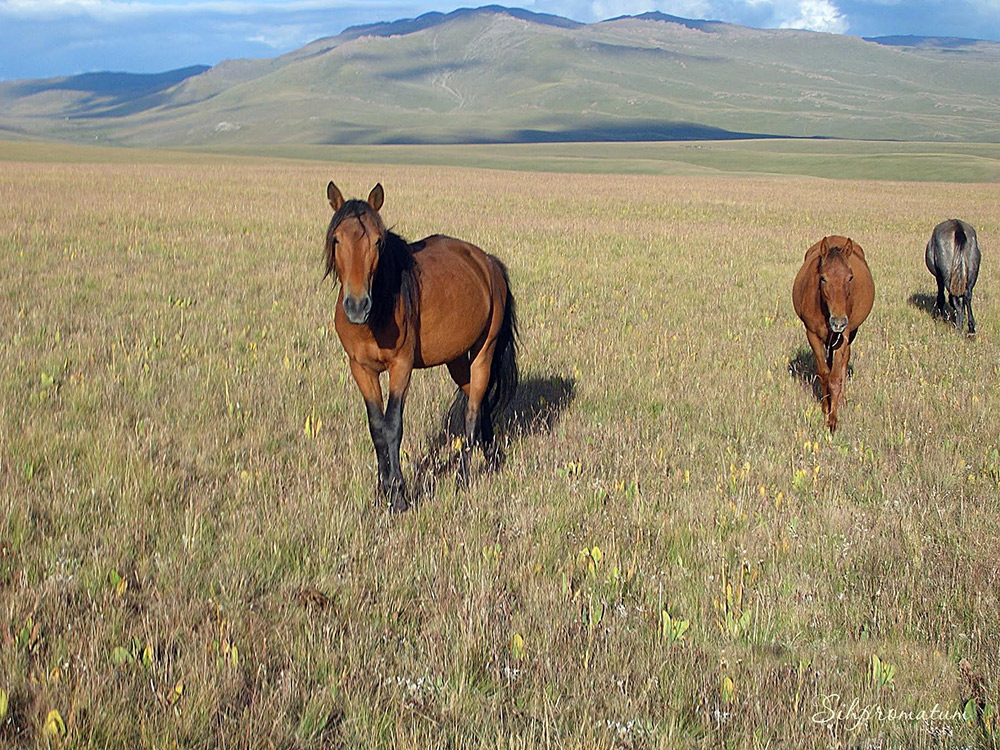 Lake-Song-Kol-Kyrgyzstan