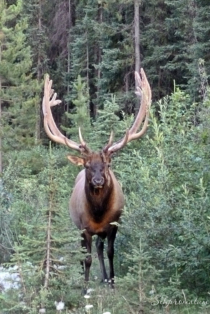 Majestic-elk-gracefully-walking-out-of-the-bushes-Banff-1