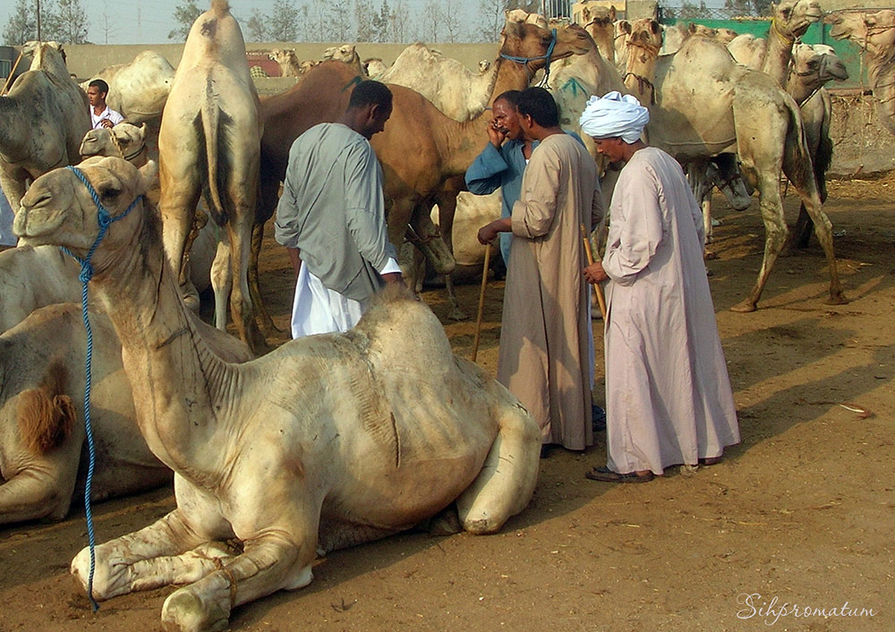 Men-tending-to-their-camels-at-camel-market-in-Egypt