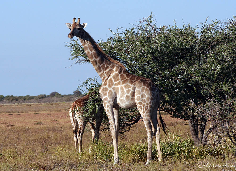 Not-only-can-you-find-the-Big-5-you-will-see-loads-of-gorgeous-giraffe-at-Chobe