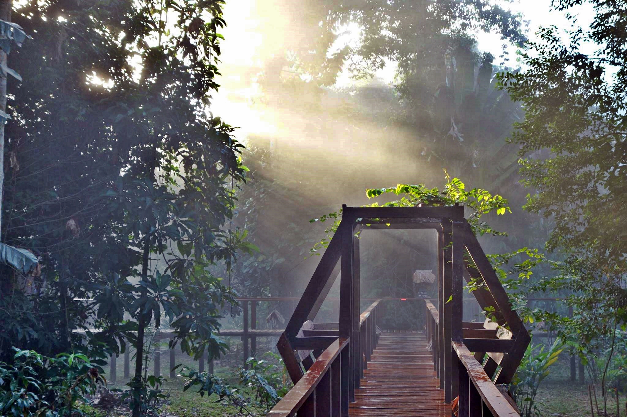 Rainforest-Expeditions-raised-walkways-throughout-the-resort