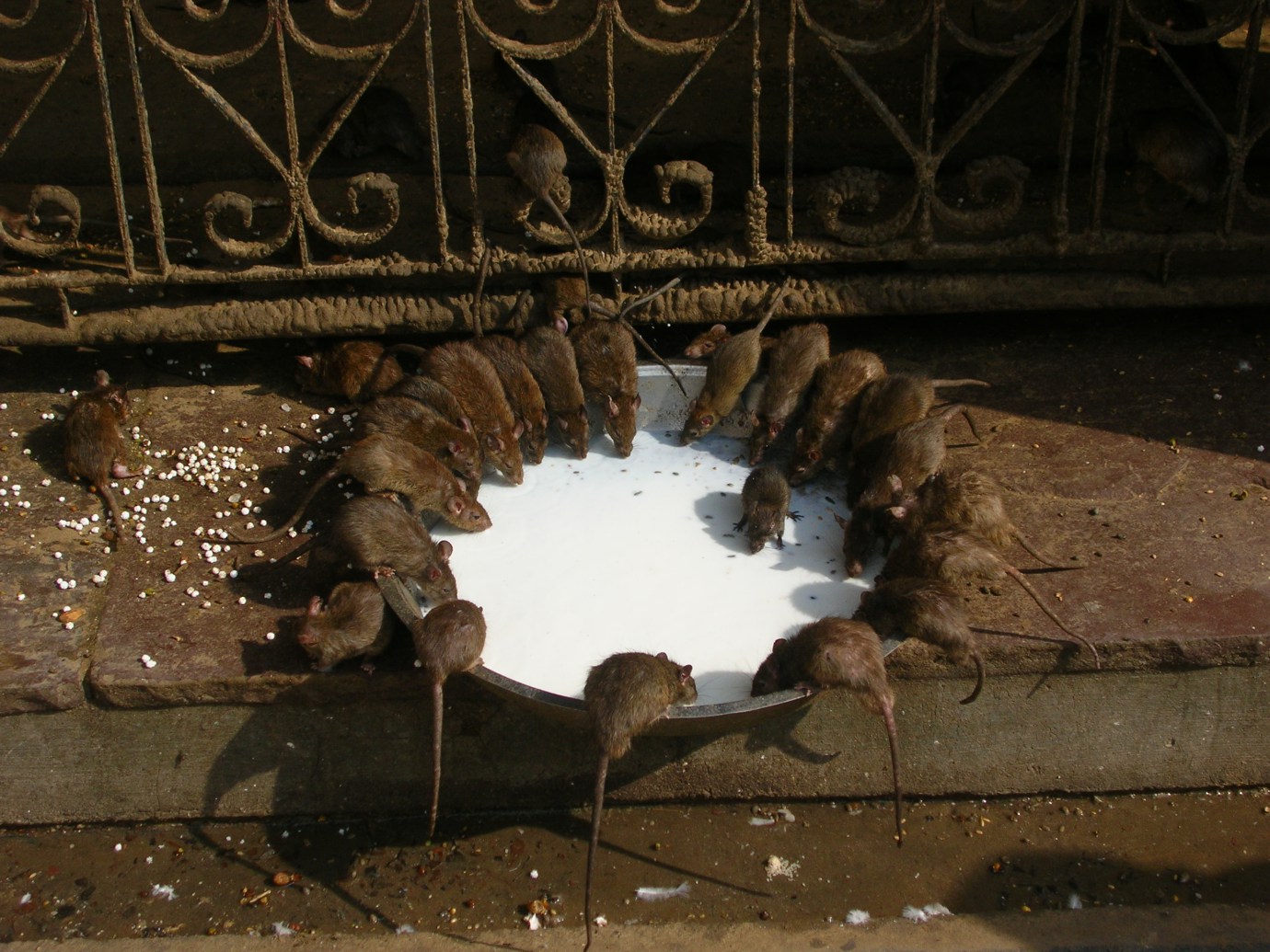 Rat-Temple-in-India