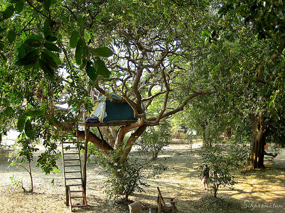 Sleeping-in-the-trees-South-Luangwa